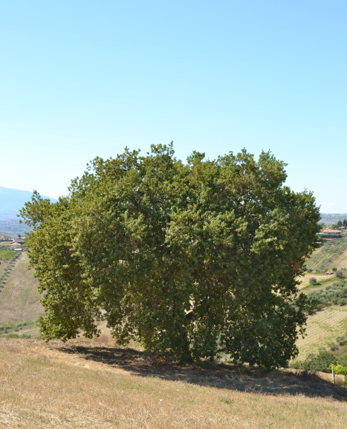 quercia-gliamicideltubarello