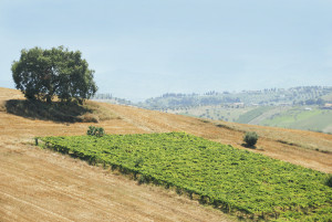 gliamicideltubarello-quercia-collina